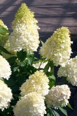 Sweet Summer Panicle Hydrangea - 3 Gallon Pot 10 Sweet Summer Panicle Hydrangea - 3 Gallon Pot -Best Bush Shop hydrangea paniculata sweet summer 2