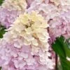 Sweet Summer Panicle Hydrangea - 3 Gallon Pot