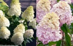 Sweet Summer Panicle Hydrangea - 3 Gallon Pot 9 Sweet Summer Panicle Hydrangea - 3 Gallon Pot -Best Bush Shop hydrangea paniculata sweet summer 7