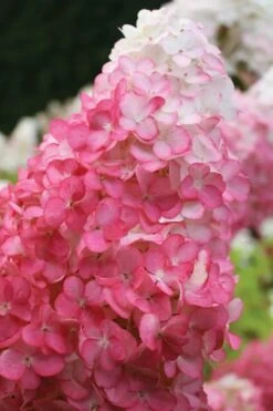 Vanilla Strawberry Hydrangea - 3 Gallon Pot 13 Vanilla Strawberry Hydrangea - 3 Gallon Pot -Best Bush Shop hydrangea paniculata vanilla strawberry 20