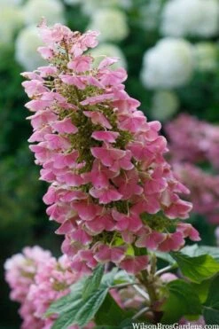 Gatsby Pink Oakleaf Hydrangea - 3 Gallon Pot -Best Bush Shop hydrangea quercifolia gatsby pink 7