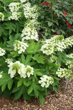 Pee Wee Dwarf Oakleaf Hydrangea - 1 Gallon Pot 15 Pee Wee Dwarf Oakleaf Hydrangea - 1 Gallon Pot -Best Bush Shop hydrangea quercifolia pee wee oakleaf 1