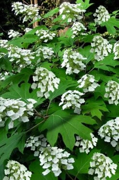 Pee Wee Dwarf Oakleaf Hydrangea - 1 Gallon Pot
