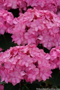 Let's Dance 'Can Do' Hydrangea - 3 Gallon Pot 15 Let's Dance 'Can Do' Hydrangea - 3 Gallon Pot -Best Bush Shop hydrangea serrata lets dance can do 2