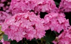 Let's Dance 'Can Do' Hydrangea - 3 Gallon Pot 13 Let's Dance 'Can Do' Hydrangea - 3 Gallon Pot -Best Bush Shop hydrangea serrata lets dance can do 3