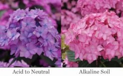 Let's Dance 'Can Do' Hydrangea - 3 Gallon Pot 12 Let's Dance 'Can Do' Hydrangea - 3 Gallon Pot -Best Bush Shop hydrangea serrata lets dance can do 6
