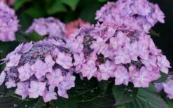 Let's Dance 'Can Do' Hydrangea - 3 Gallon Pot 14 Let's Dance 'Can Do' Hydrangea - 3 Gallon Pot -Best Bush Shop hydrangea serrata lets dance can do 7