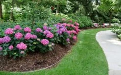 Let's Dance 'Can Do' Hydrangea - 3 Gallon Pot 11 Let's Dance 'Can Do' Hydrangea - 3 Gallon Pot -Best Bush Shop hydrangea serrata lets dance can do 8