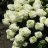 Silver Dollar Hydrangea - 3 Gallon Pot