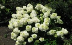 Silver Dollar Hydrangea - 3 Gallon Pot 9 Silver Dollar Hydrangea - 3 Gallon Pot -Best Bush Shop hydrangea silver dollar 2