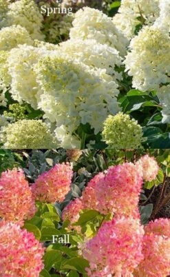 Silver Dollar Hydrangea - 3 Gallon Pot 8 Silver Dollar Hydrangea - 3 Gallon Pot -Best Bush Shop hydrangea silver dollar 4