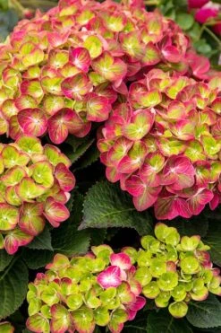 Tilt-A-Swirl Hydrangea - 3 Gallon Pot -Best Bush Shop hydrangea tilt a whirl 500x750 1
