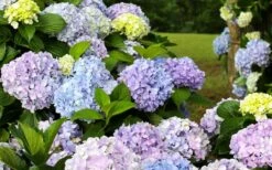 Dear Dolores Hydrangea - 1 Gallon Pot 10 Dear Dolores Hydrangea - 1 Gallon Pot -Best Bush Shop hydrangea20dear20delores
