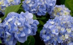 Dear Dolores Hydrangea - 1 Gallon Pot 11 Dear Dolores Hydrangea - 1 Gallon Pot -Best Bush Shop hydrangea20dear20delores202