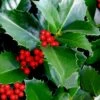 Emily Bruner Pyramidal Holly - 3 Gallon Pot