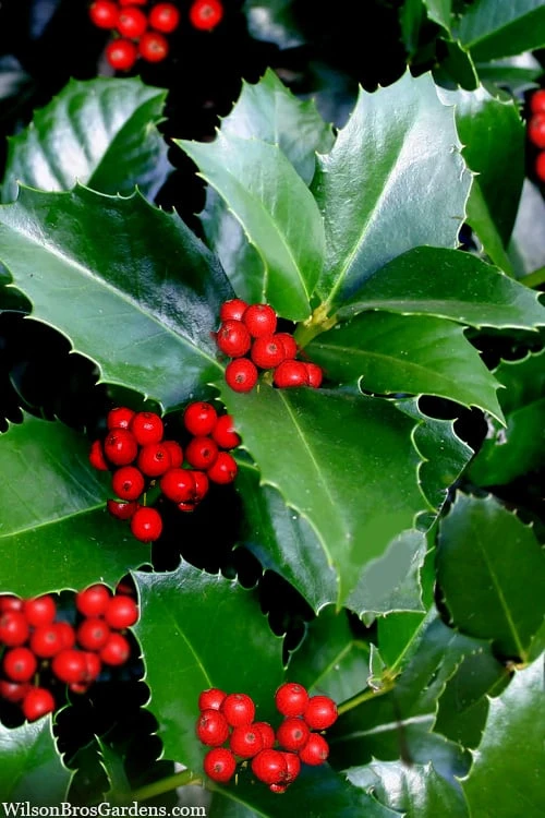 Emily Bruner Pyramidal Holly - 3 Gallon Pot 1 Emily Bruner Pyramidal Holly - 3 Gallon Pot
