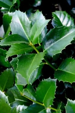 Emily Bruner Pyramidal Holly - 3 Gallon Pot 14 Emily Bruner Pyramidal Holly - 3 Gallon Pot -Best Bush Shop ilex emily bruner holly tree 103