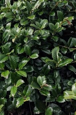 Emily Bruner Pyramidal Holly - 3 Gallon Pot 12 Emily Bruner Pyramidal Holly - 3 Gallon Pot -Best Bush Shop ilex emily bruner holly tree 104