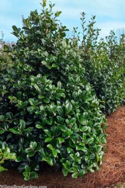 Emily Bruner Pyramidal Holly - 3 Gallon Pot 11 Emily Bruner Pyramidal Holly - 3 Gallon Pot -Best Bush Shop ilex emily bruner holly tree 105