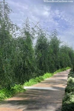 Weeping Yaupon Holly (Ilex Vomitoria 'Pendula') - 7 Gallon Pot (7-8') 10 Weeping Yaupon Holly (Ilex Vomitoria 'Pendula') - 7 Gallon Pot (7-8') -Best Bush Shop ilex vomitoria pendula weeping yaupon holly berries 3