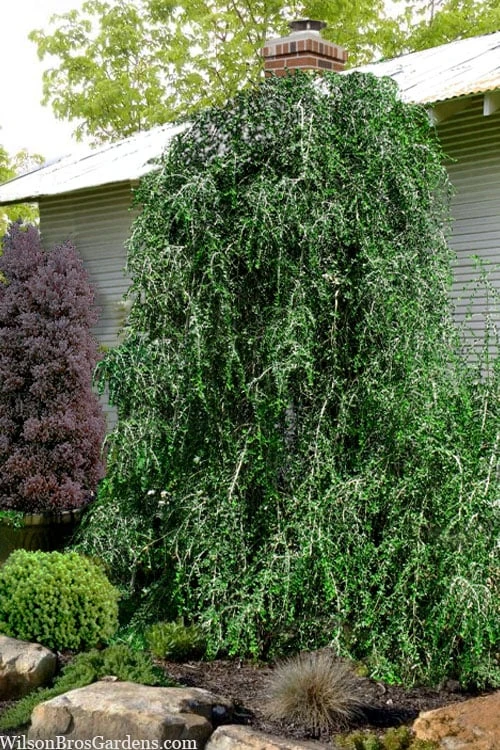 Weeping Yaupon Holly (Ilex Vomitoria 'Pendula') - 7 Gallon Pot (7-8') 1 Weeping Yaupon Holly (Ilex Vomitoria 'Pendula') - 7 Gallon Pot (7-8')