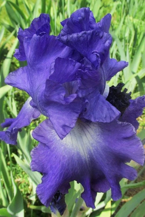Speeding Again Reblooming Bearded Iris - 1 Gallon 1 Speeding Again Reblooming Bearded Iris - 1 Gallon