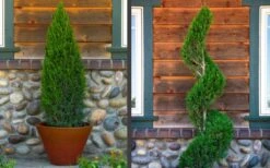 Spartan Juniper - 6 Pack Of 1 Gallon Pots -Best Bush Shop juniper20spartan202