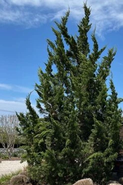 Kaizuka Twisted Juniper - 3 Gallon Pot 9 Kaizuka Twisted Juniper - 3 Gallon Pot -Best Bush Shop juniperus chinensis kaizuka twisted juniper 5