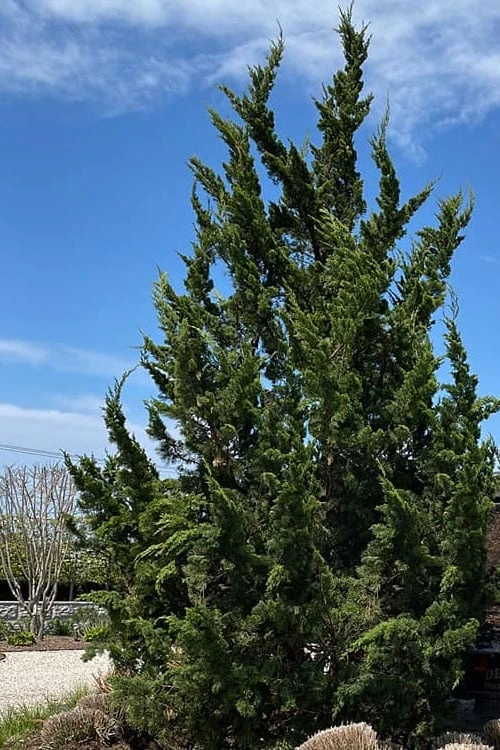 Kaizuka Twisted Juniper - 3 Gallon Pot 4 Kaizuka Twisted Juniper - 3 Gallon Pot - Image 4