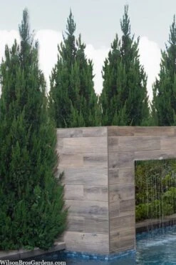 Spartan Juniper - 6 Pack Of 1 Gallon Pots -Best Bush Shop juniperus chinensis spartan columnar juniper 20