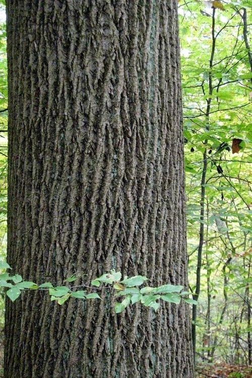 Tulip Poplar Tree - 1 Gallon Pot 10 Tulip Poplar Tree - 1 Gallon Pot - Image 10