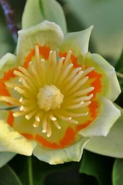 Tulip Poplar Tree - 1 Gallon Pot 21 Tulip Poplar Tree - 1 Gallon Pot -Best Bush Shop liriodendron tulipifera yellow tulip poplar flower 12