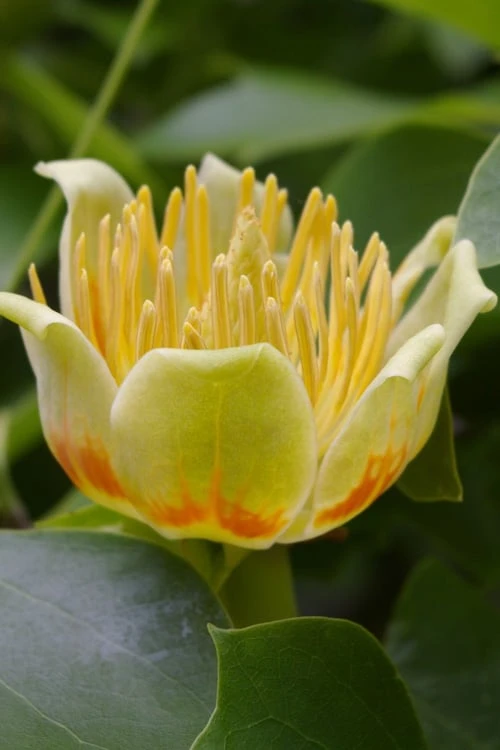 Tulip Poplar Tree - 1 Gallon Pot 1 Tulip Poplar Tree - 1 Gallon Pot