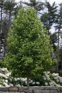 Tulip Poplar Tree - 1 Gallon Pot 15 Tulip Poplar Tree - 1 Gallon Pot -Best Bush Shop liriodendron tulipifera yellow tulip poplar flower 3