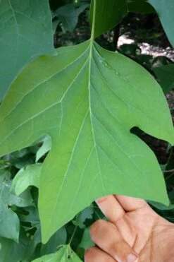 Tulip Poplar Tree - 1 Gallon Pot 14 Tulip Poplar Tree - 1 Gallon Pot -Best Bush Shop liriodendron tulipifera yellow tulip poplar flower 4