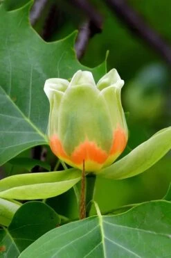 Tulip Poplar Tree - 1 Gallon Pot 17 Tulip Poplar Tree - 1 Gallon Pot -Best Bush Shop liriodendron tulipifera yellow tulip poplar flower 6
