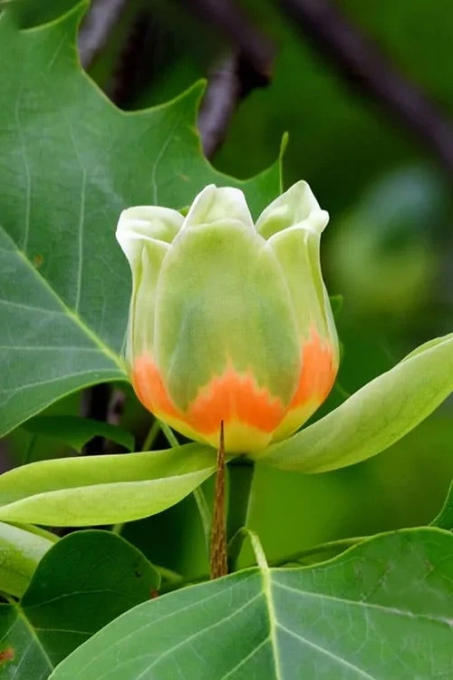 Tulip Poplar Tree - 1 Gallon Pot 7 Tulip Poplar Tree - 1 Gallon Pot - Image 7