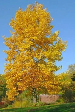 Tulip Poplar Tree - 1 Gallon Pot 16 Tulip Poplar Tree - 1 Gallon Pot -Best Bush Shop liriodendron tulipifera yellow tulip poplar flower 7