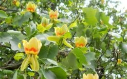 Tulip Poplar Tree - 1 Gallon Pot 18 Tulip Poplar Tree - 1 Gallon Pot -Best Bush Shop liriodendron tulipifera yellow tulip poplar flower 8