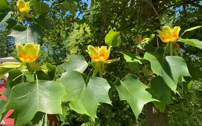 Tulip Poplar Tree - 1 Gallon Pot 9 Tulip Poplar Tree - 1 Gallon Pot - Image 9