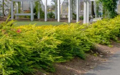 Thunderbolt Golden Box Honeysuckle - 3 Gallon Pot 11 Thunderbolt Golden Box Honeysuckle - 3 Gallon Pot -Best Bush Shop lonicera nitida thunderbolt box honeysuckle 1