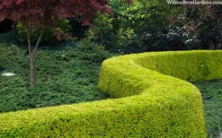 Thunderbolt Golden Box Honeysuckle - 3 Gallon Pot 10 Thunderbolt Golden Box Honeysuckle - 3 Gallon Pot -Best Bush Shop lonicera nitida thunderbolt box honeysuckle 4