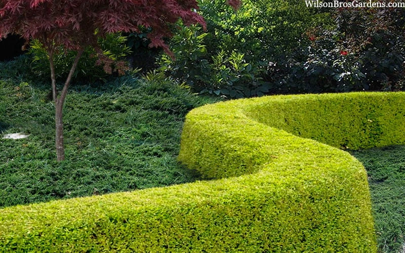 Thunderbolt Golden Box Honeysuckle - 3 Gallon Pot 5 Thunderbolt Golden Box Honeysuckle - 3 Gallon Pot - Image 5