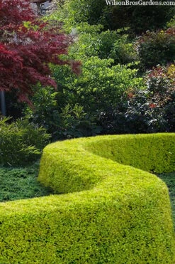 Thunderbolt Golden Box Honeysuckle - 3 Gallon Pot 9 Thunderbolt Golden Box Honeysuckle - 3 Gallon Pot -Best Bush Shop lonicera nitida thunderbolt box honeysuckle 5