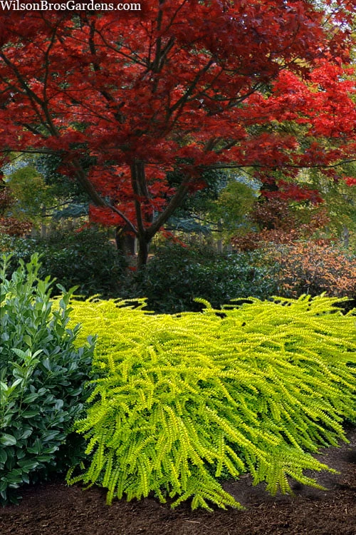 Thunderbolt Golden Box Honeysuckle - 3 Gallon Pot 1 Thunderbolt Golden Box Honeysuckle - 3 Gallon Pot