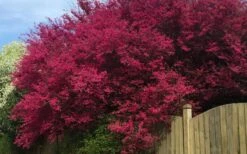 Zhuzhou Loropetalum (Chinese Fringeflower) - 3 Gallon Pot -Best Bush Shop loropetalum chinense zhu zhou 100