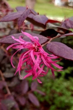 Zhuzhou Loropetalum (Chinese Fringeflower) - 3 Gallon Pot -Best Bush Shop loropetalum chinense zhu zhou 101