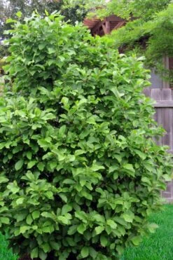 Jane Magnolia Tulip Tree - 3 Gallon Pot -Best Bush Shop magnolia ann 111