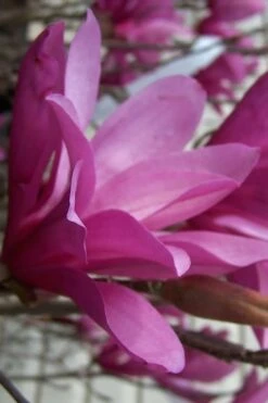 Ann Magnolia Tulip Tree - 2 Gallon Pot 17 Ann Magnolia Tulip Tree - 2 Gallon Pot -Best Bush Shop magnolia ann 30