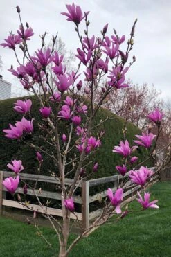 Ann Magnolia Tulip Tree - 2 Gallon Pot 12 Ann Magnolia Tulip Tree - 2 Gallon Pot -Best Bush Shop magnolia ann tulip tree 100 2